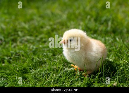 Small newborn chick stands on green grass. Spring mood. Background for an Easter greeting or a postcard.  Stock Photo