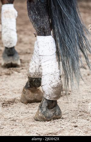 Closeup of a horse's legs protected by white polo wraps, splattered with mud. Stock Photo