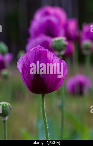 Rich purple Hungarian Blue Breadseed Poppy flower (Papaver somniferum) blooming in a garden meadow. Stock Photo