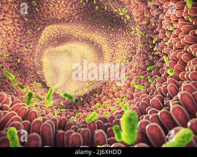 Intestinal bacteria illustration. Gut microbiome helps control intestinal digestion and the immune system. Probiotics are beneficial bacteria Stock Photo