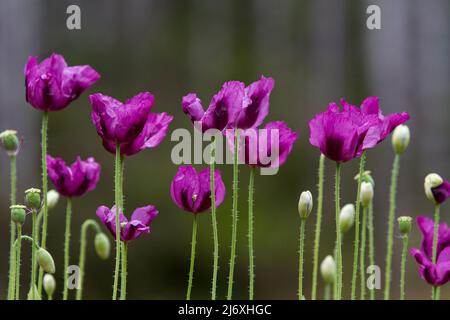 Horizontal image of several purple Hungarian Blue Breadseed Poppies (Papaver somniferum) blooming in a late spring garden. Stock Photo