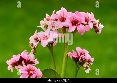 Bergenia flowers closeup. Perennial with beautiful pink petals. Blurred natural green background, copy space. Genus Dragonfly sakura. Slovakia Stock Photo