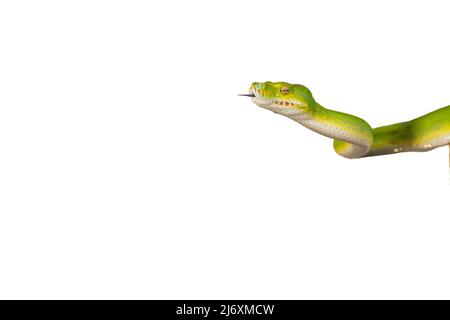 Corallus caninus - green snake coiled into a ball. Stock Photo
