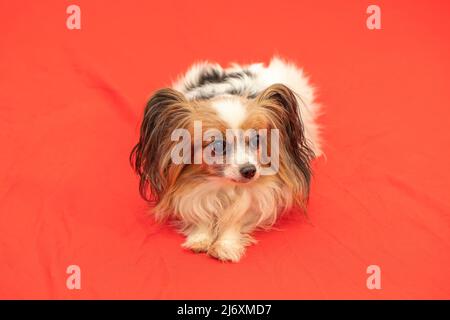 Beautiful little dog Papillon lying on a sofa. Head portrait. Stock Photo