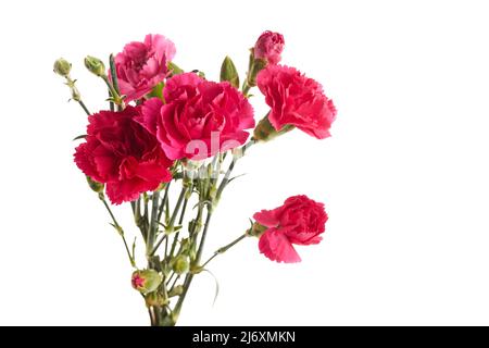 Branch pink carnation flowers isolated on white background Stock Photo