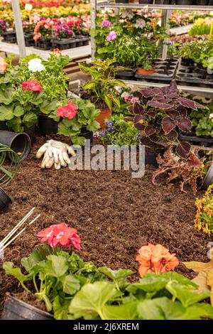 Frame of spring flower and gardening tools on dirt, greenhouse in background Stock Photo