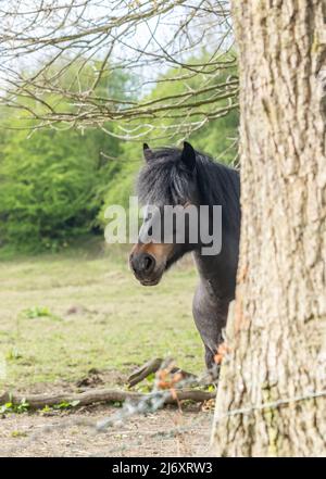 A dark brown pony looking around a tree trunk in Yorkshire, England. Stock Photo