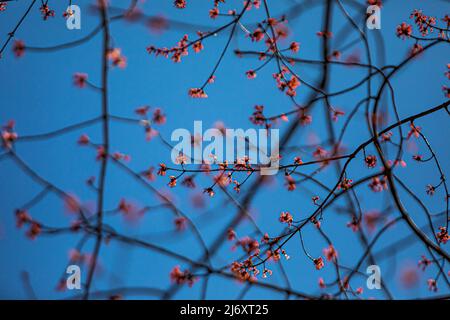 Red Maple, Acer rubrum, flowers on a tree in central Michigan, USA Stock Photo