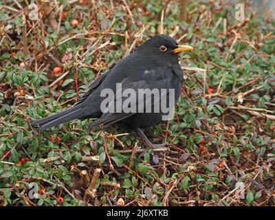 male Common or Eurasian Blackbird (Turdus merula) feeding on berries of cotoneaster in Winter a garden hedge in Cumbria, England, UK Stock Photo