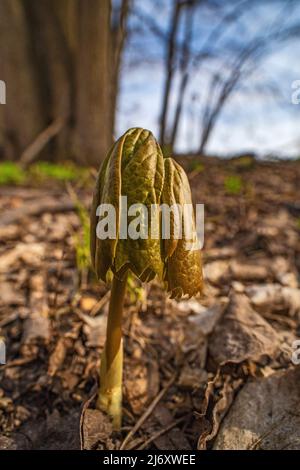 Mayapple, Podophyllum peltatum, emerging from the earth in spring in central Michigan, USA Stock Photo