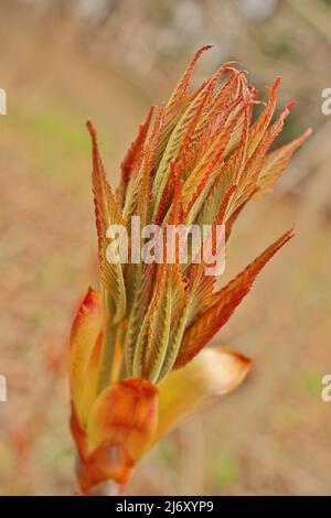 Ohio Buckeye Buds Opening in Spring. Aesculus Glabra Stock Photo