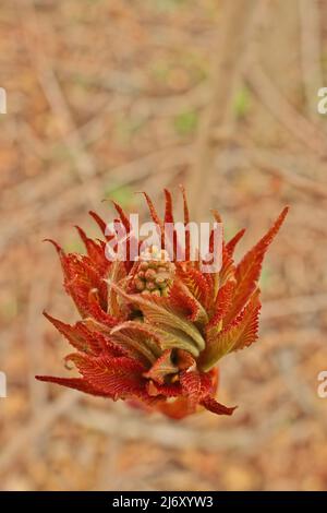 Ohio Buckeye Buds Opening in Spring. Aesculus Glabra Stock Photo