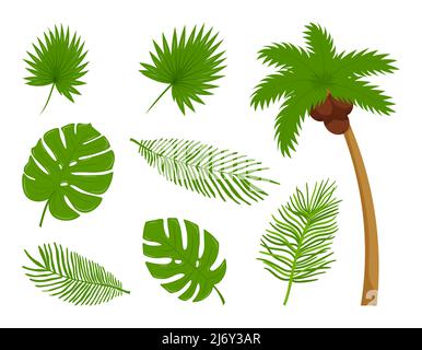 Collection of different botanical, tropical leaves, coconut palm. Design elements on the theme of summer, tropics, vacation. Bright color vector illus Stock Vector