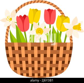 Wicker basket with tulips and daffodils. Spring flowers, a symbol of the beginning of spring, gardening. Decorative element for a postcard. Vector ill Stock Vector