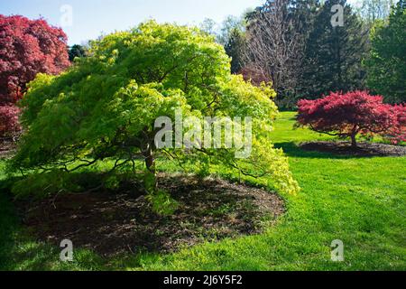 Dwarf Japanese maple tree with green colored leaves and flanked by red leafed varieties at Deep Cut Gardens in Middletown, New Jersey, USA -05 Stock Photo