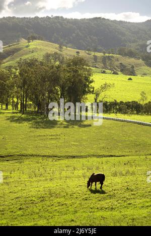 Rural scene with horse grazing in foreground and hills rising beyond. Near Stroud, New South Wales, Australia Stock Photo