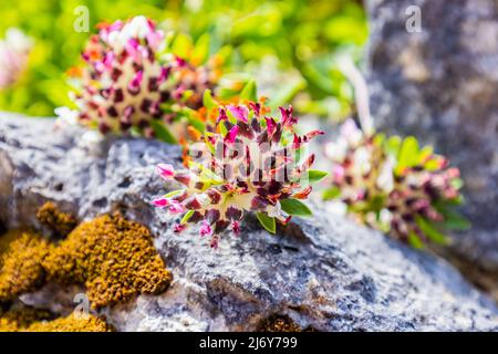 Anthyllis vulneraria, the common kidney vetch, kidney vetch or woundwort is a medicinal plant native to Europe. The name vulneraria means 'wound heale Stock Photo