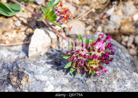 Anthyllis vulneraria, the common kidney vetch, kidney vetch or woundwort is a medicinal plant native to Europe. The name vulneraria means 'wound heale Stock Photo