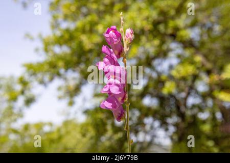 Pink - red Antirrhinum graniticum rothm. Flowers of Mouth of Dragon or Antirrhinum majus, the common snapdragon, is a species of flowering plant belon Stock Photo