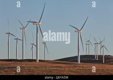 Wind farm, pre-harvest mature wheat field, late July,   Washington. Stock Photo