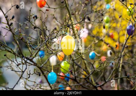 Easter egg decoration hanging in a bush in Germany. Tradition of decorating branches with colorful plastic elements. Stock Photo