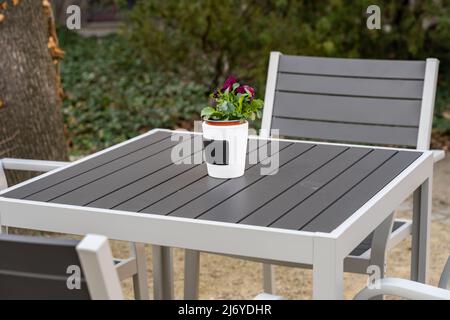 Potted plant on a garden table. White pot with a purple flower standing outdoors at a coffee shop. Relaxing ambience place to calm down in a garden. Stock Photo