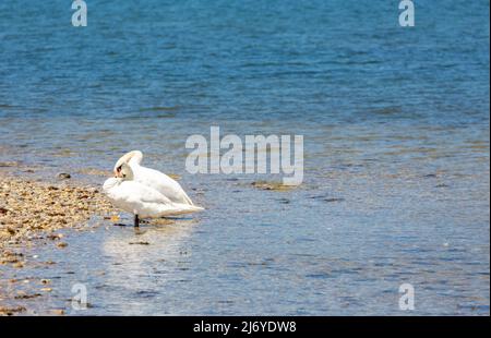 Pair of swans standing in shallow water Stock Photo