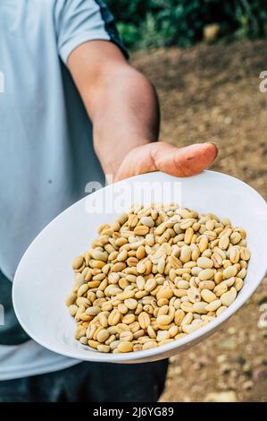 Coffee Farmer Showing Coffee Beans Stock Photo