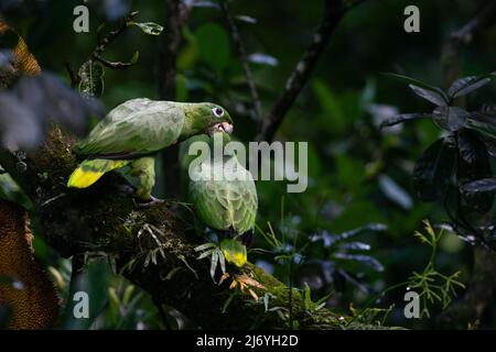 A Mealy Parrot (Amazona farinosa) feeding its chick in the Atlantic Rainforest of SE Brazil Stock Photo