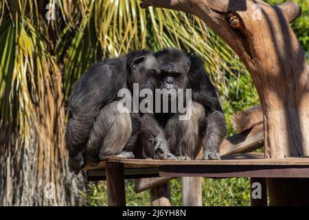 Two chimpanzee friends discussing in the park Stock Photo