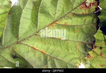 CLOSE-UP OF RUST (PHRAGMIDIUM RUBI-IDAEI) ORANGE PUSTULES ON THE LEAVES OF A RASPBERRY PLANT. Stock Photo