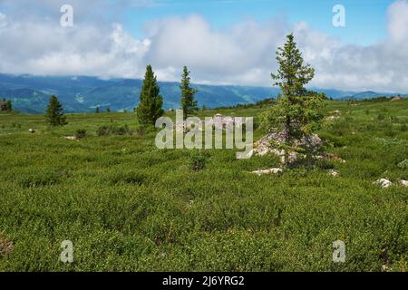 Stones and thickets of dwarf birch Betula exilis on Altai highlands. Seminsky mountain range. Stock Photo