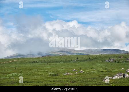 Stones and thickets of dwarf birch Betula exilis on Altai highlands. Seminsky mountain range. Mount Sarlyk in the background Stock Photo