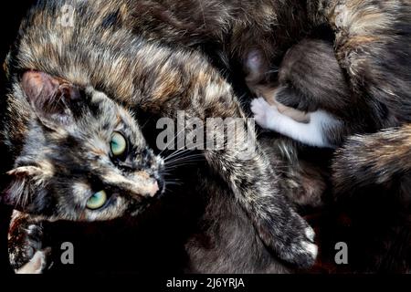 Young mother cat feeding her kittens. Stock Photo