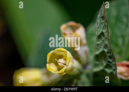 Symphytum tuberosum flower in meadow, close up Stock Photo