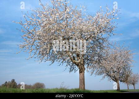 Three white blossoming cherry trees stand on the side of the road next to a green meadow, against a blue sky with small clouds in the countryside in B Stock Photo