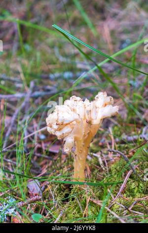 Dutchman's Pipe flower,  monotropa hypopitys Stock Photo