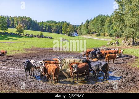 Cows at a feeding in a meadow Stock Photo