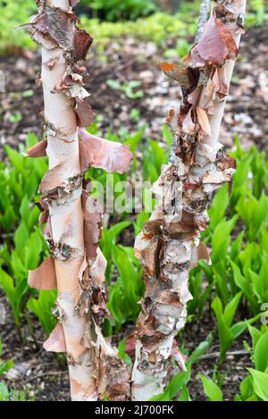 Peeling bark on the trunk of Betula nigra Stock Photo
