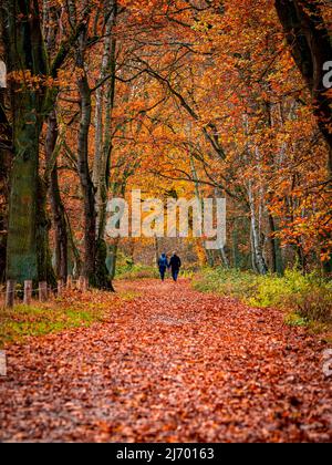 rear view of an adult couple holding hands walking in the distance along a pathway through a tree tunnel during an idyllic autumn day with orange leaf Stock Photo