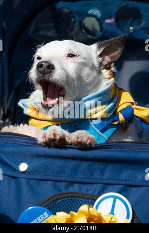 Dog at the London Stands With Ukraine demonstration rally, central London, in protest of President Vladimir Putin's Russian invasion of Ukraine. Stock Photo