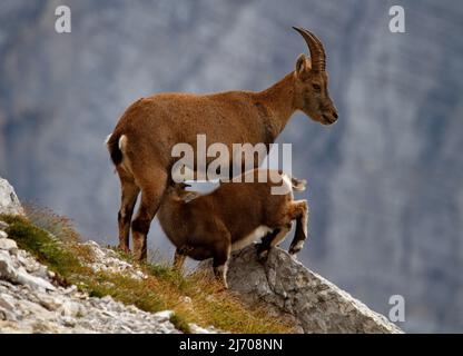 Baby Ibex drinking milk in the Triglav Natinoal Park, Slovenia Stock Photo