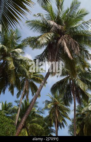 Palm forest seen from below Stock Photo
