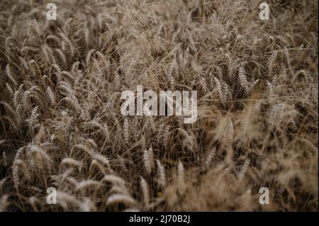 Golden ripe ears of wheat in field during summer Stock Photo