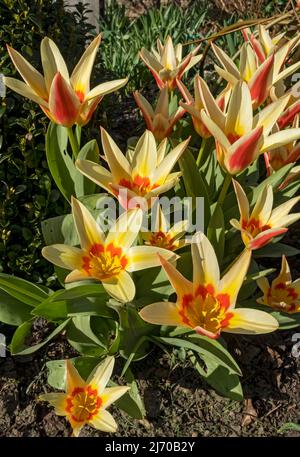 Close up of red and yellow tulip Corona kaufmanniana flower flowers flowering in spring England UK United Kingdom GB Great Britain Stock Photo