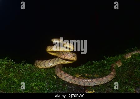Cat snake, Amboli, Sindhudurg, Maharashtra, India Stock Photo