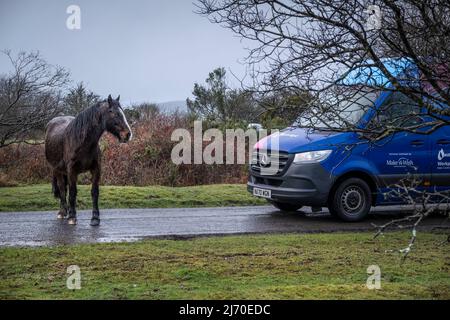 A very wet Bodmin Pony blocking a vehicle on a road in miserable weather on the wild Goonzion Downs on Bodmin Moor in Cornwall. Stock Photo