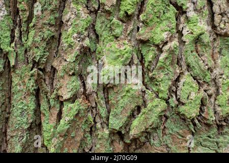 Tree bark green brown texture on close-up Stock Photo