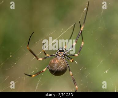 Underside of Australian, female, Giant Golden Orb-weaver spider, nephila plumipes, in web. Swollen with eggs, yellow, black legs. Garden, Queensland