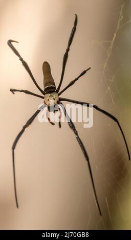 Australian, female, Golden Orb-weaver spider, nephila adulis, in web. Has only seven legs. Between gum-trees in subtropical lowland rainforest, Qld. Stock Photo